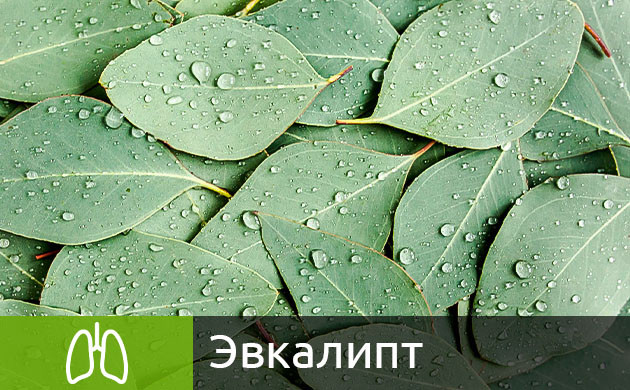 Совместное использование эвкалипта и конопли Листья эвкалипта