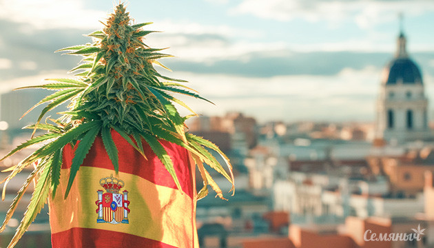 Барселона и каннабис: что нужно знать Марихуана в Испании: мифы и реальность