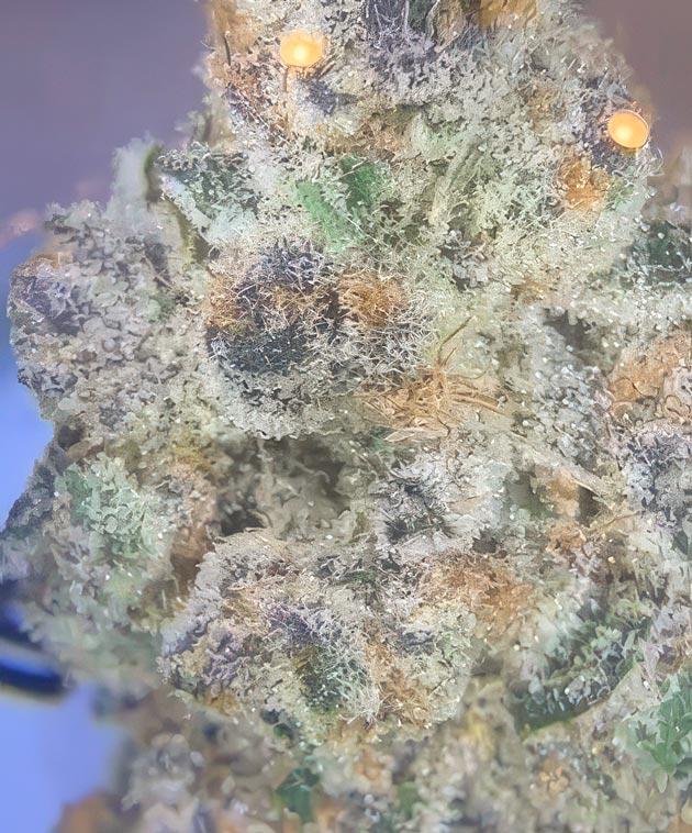 Созревшая шишка сорта Super Boof