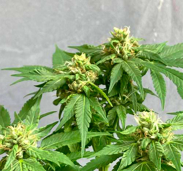 Финальная стадия цветения конопли