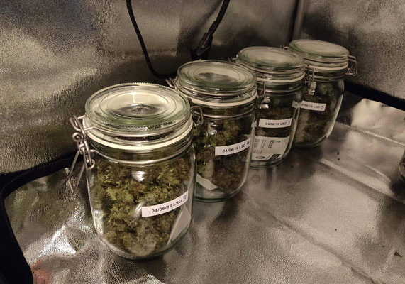 Собранный урожай