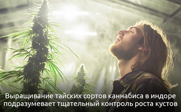 Преимущества индорного гровинга для тайской конопли