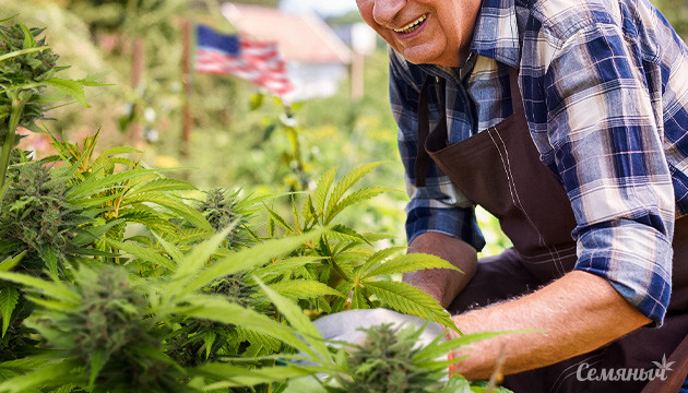 Большинство пожилых американцев относятся к каннабису положительно