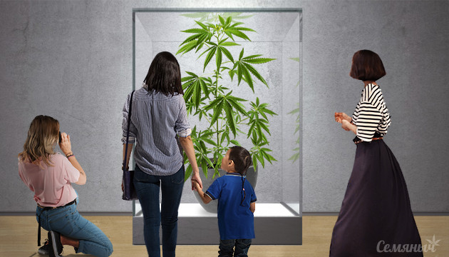 Музеи марихуаны