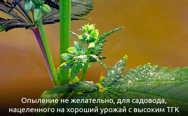 Почему опыление нежелательно для высокого содержания ТГК