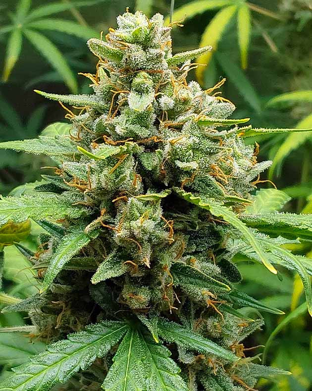 Гроурепорт по выращиванию сорта Mimosa Cake Auto