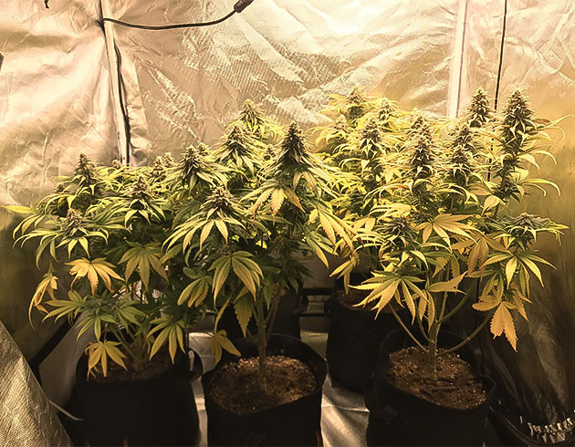 Желтые листья на 11 неделе выращивания