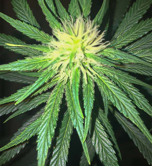 подготовка к харвесту Strawberry Amnesia Подготовка к харвесту конопли Strawberry Amnesia