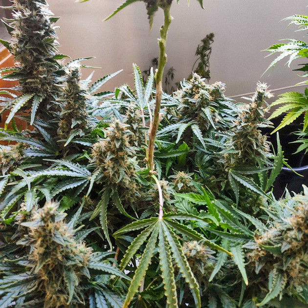 Созревшие соцветия