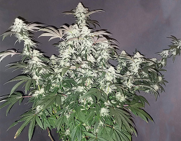 Куст за неделю до харвеста Растение конопли покрытое белыми бутонами