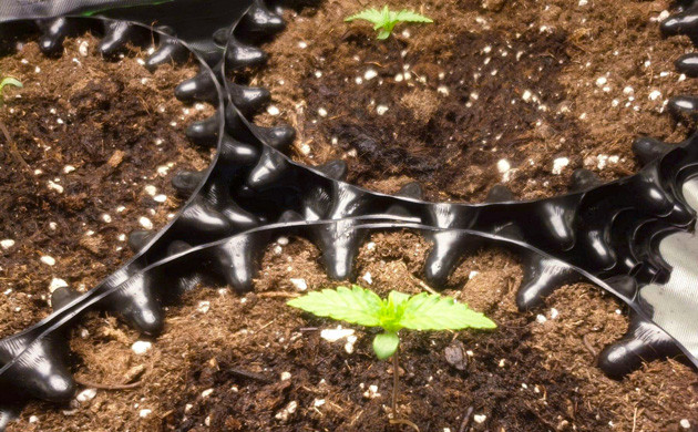 Ростки конопли 3 см