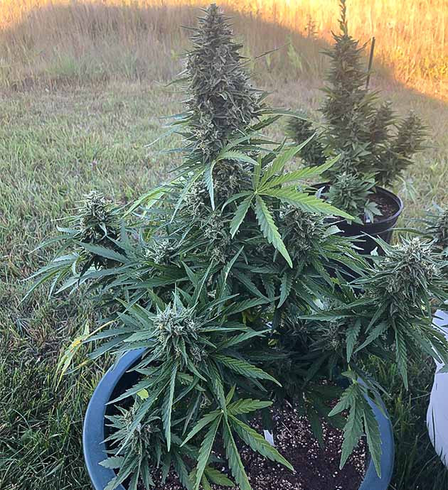 Подготовка к харвесту конопли Original Jack Herer Auto