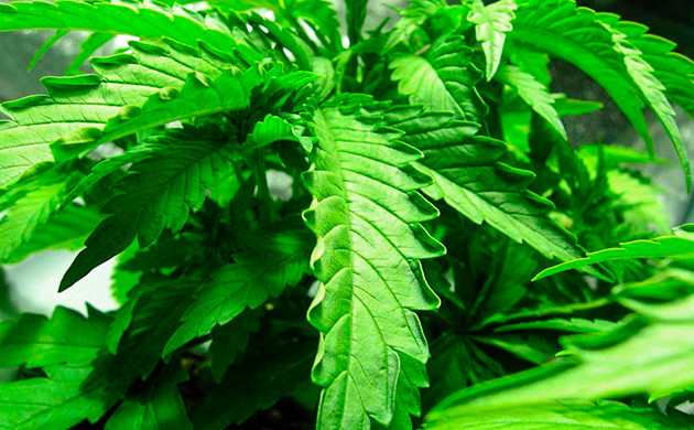 Каннабис на жаре Как уберечь коноплю от жары