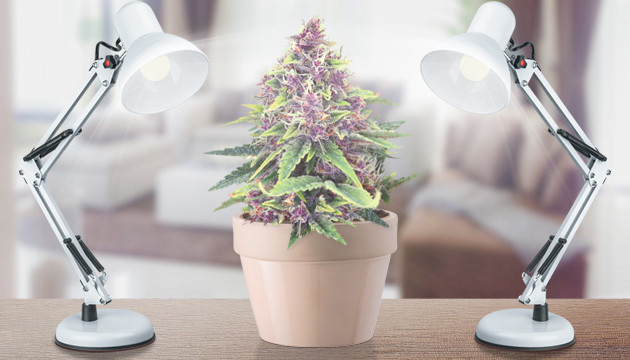 Влияние света на цвет марихуаны Освещение марихуаны