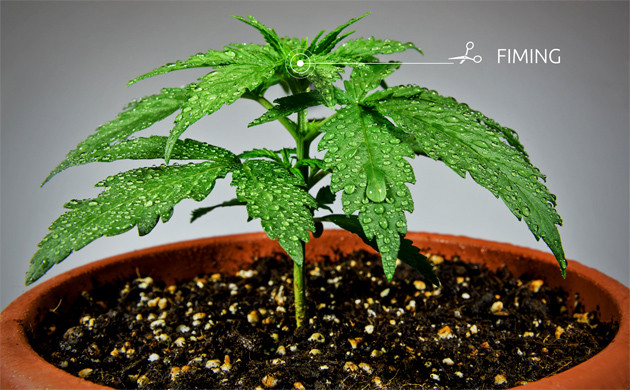 Метод тренироки куста конопли FIM Тренировка куста каннабиса методом Fuck I Missed