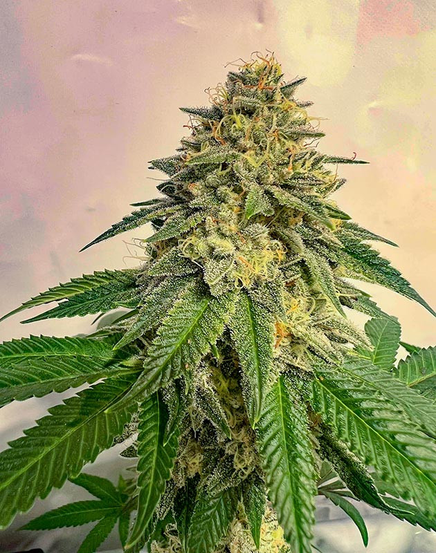 Куст Marshmallow OG от Compound Genetics на 18-19 неделе