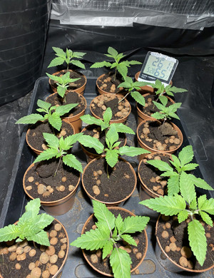 15 горшков с растишками в гроубоксе