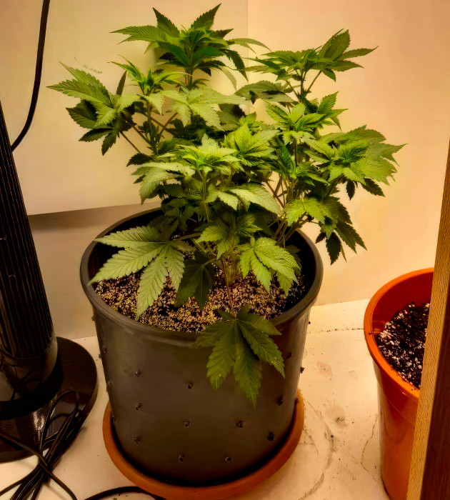 Избыток азота и ожог Runtz Muffin