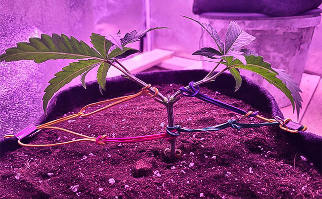 Формирование марихуаны