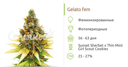 Сорт марихуаны Gelato Gelato от Cali Buds Seeds