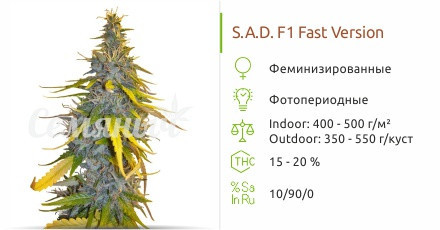 Sweet Afgani Delicious F1 Fast Version от Sweet Seeds