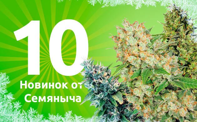 10 новинок от сидбанка Семяныч 10 новинок от сидбанка Семяныч