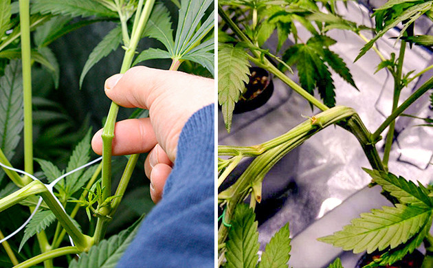 Подгибание ветвей техникой суперкроппинг