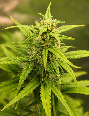 Соцветие конопли