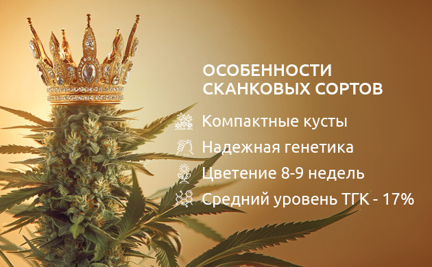 Особенности сорта марихуаны Skunk Особенности сканковых сортов