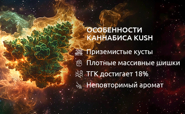 Особенности конопли сорта Kush Особенности каннабиса Kush