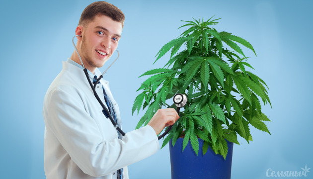 Пройди тест и проверь свои знания в диагностике проблем конопли Тест конопляный доктор