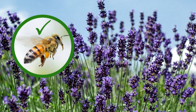 Лаванда скрывает запах конопли