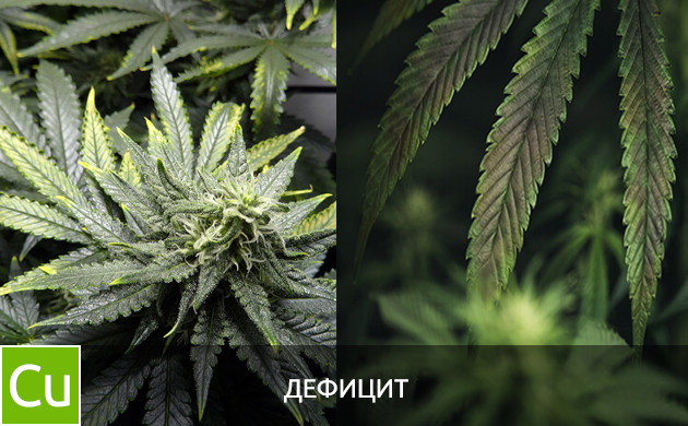 Дефицит меди Листья при дефиците меди