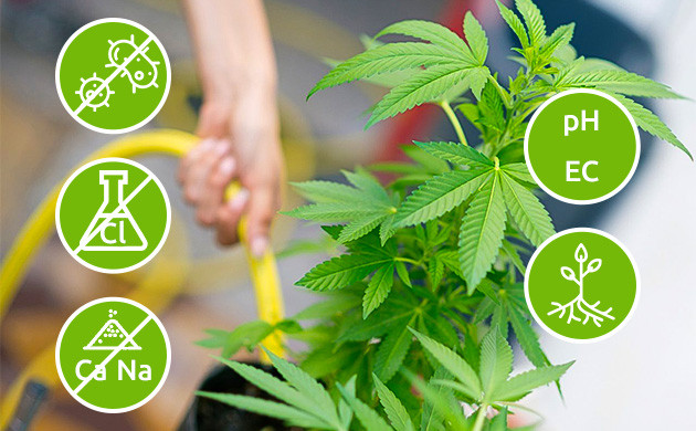 Преимущества обратного осмоса в выращивании конопли Осмотическая вода для максимальной отдачи от кустов конопли