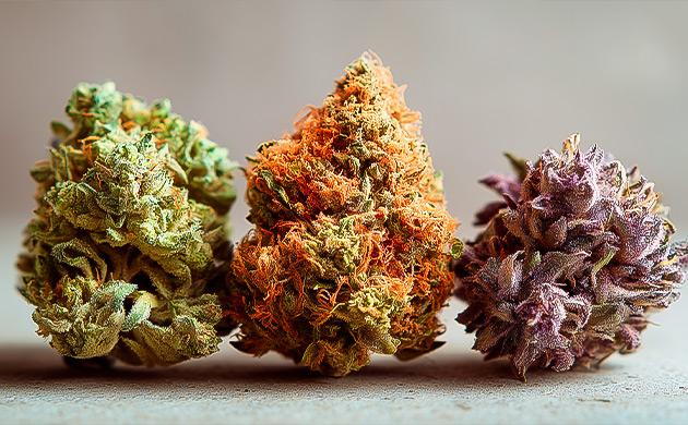 Легендарные сорта каннабиса 80–90-х: Skunk, Haze, Northern Lights, White Widow, AK-47