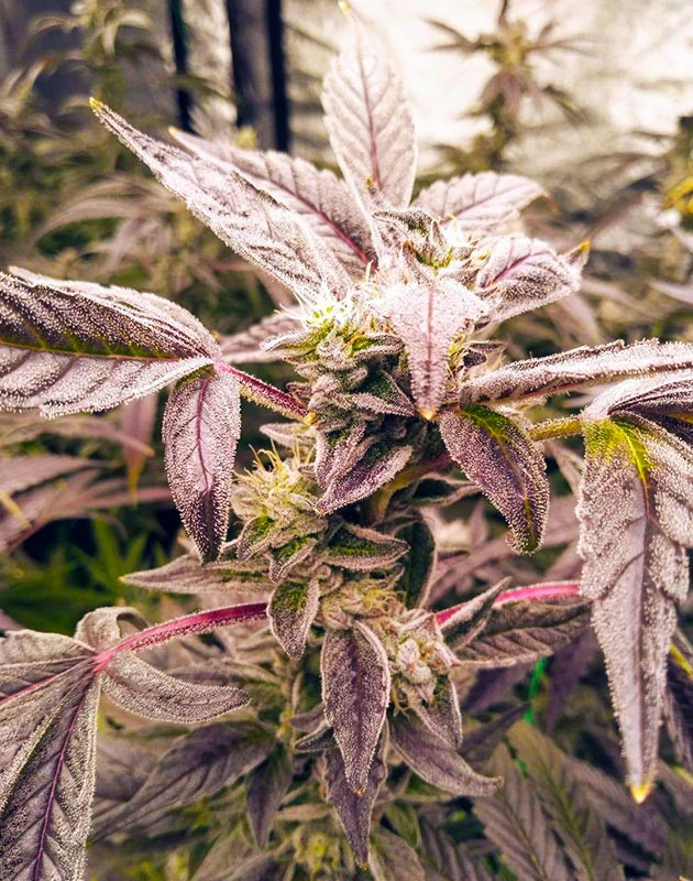 Соцветие с фиолетовыми листочками