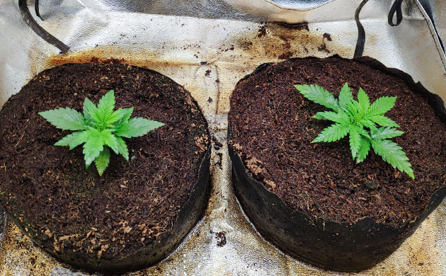 Начало подкормки растишек Небольшие ростки в гроубоксе