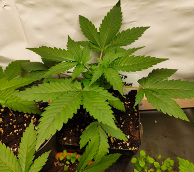 Кустик высотой 15 см