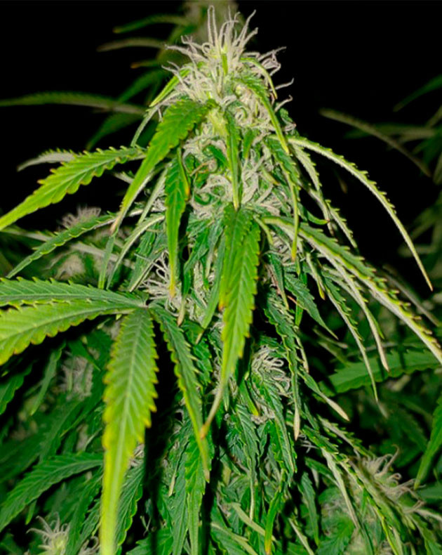 Появление трихом на шишках Соцветие Lemon Pie Auto