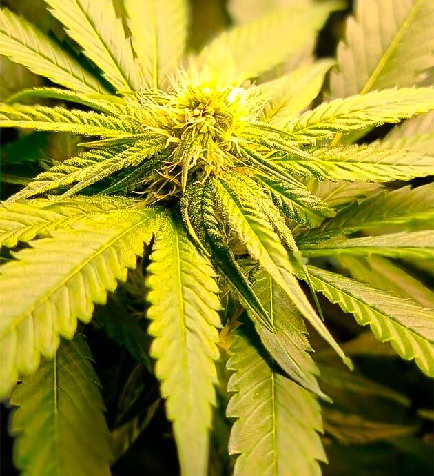 Куст Jealousy Kush на 9 неделе развития