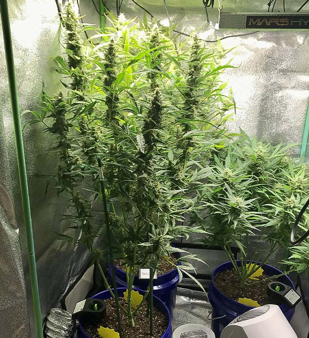 Полив кустов Auto Chocolate Skunk системой автополива