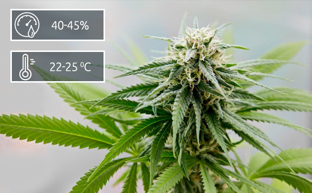 Этап цветения каннабиса Период цветения конопли