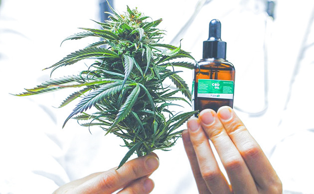 Выбор КБД-масла: что нужно знать Как выбрать КБД-масло: состав и производство