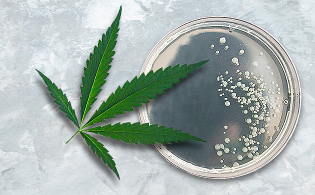 Исследование эффективности марихуаны при борьбе с бактериями Антибактериальное свойство марихуаны