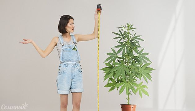 Измерение высоты куста каннабиса