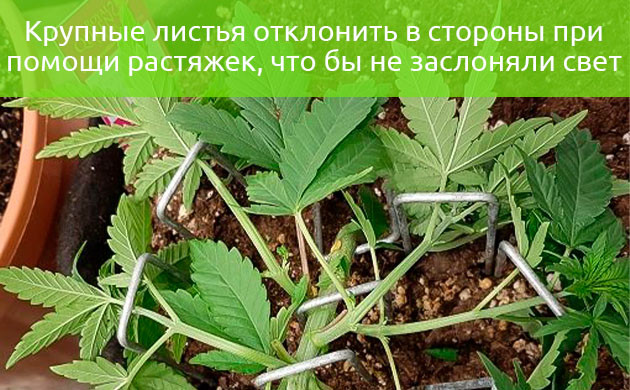 Подгиб крупных листьев для доступа света Закрепление листьев с помощью растяжек