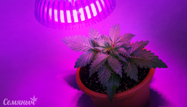 Каннабис под ультрафиолетом