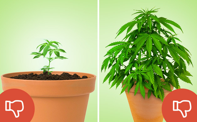 Слабый корень из-за маленького горшка