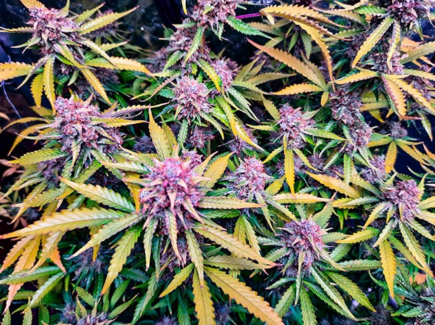 Куст Tashkenti Auto на 12 неделе выращивания