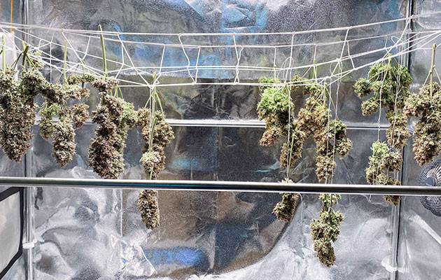 Урожай Wedding Cake Auto: итоги и выводы